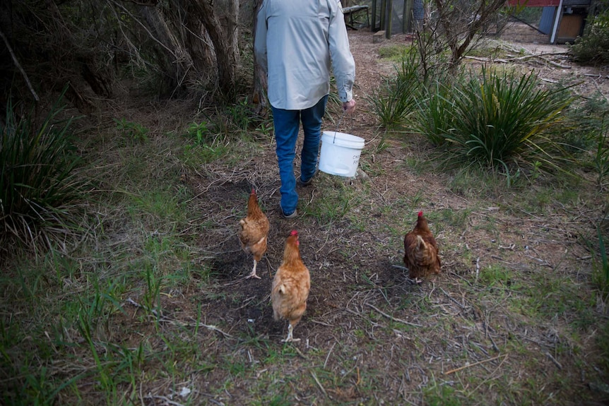 Chickens follow Tony as he carries a bucket labelled 'chook food'.
