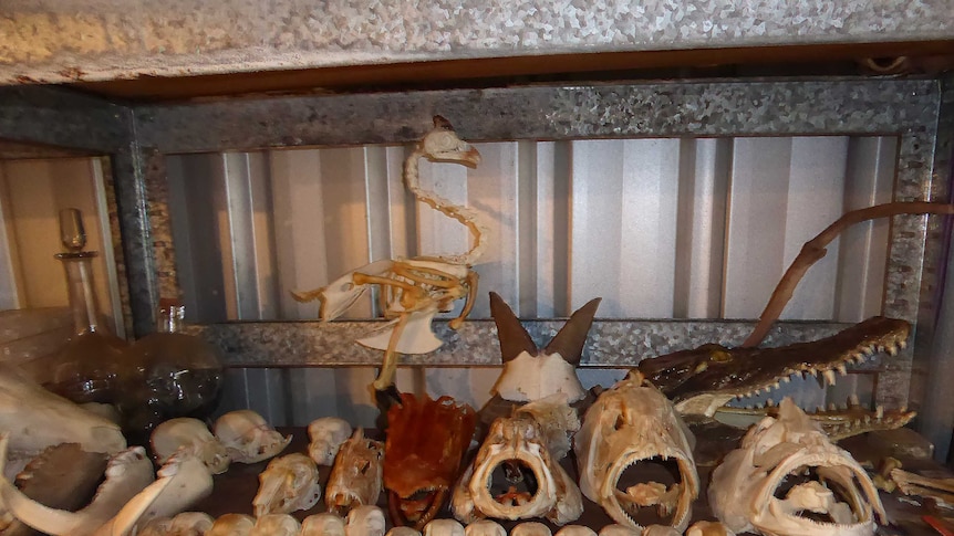 A box containing a bird skeleton and other skulls