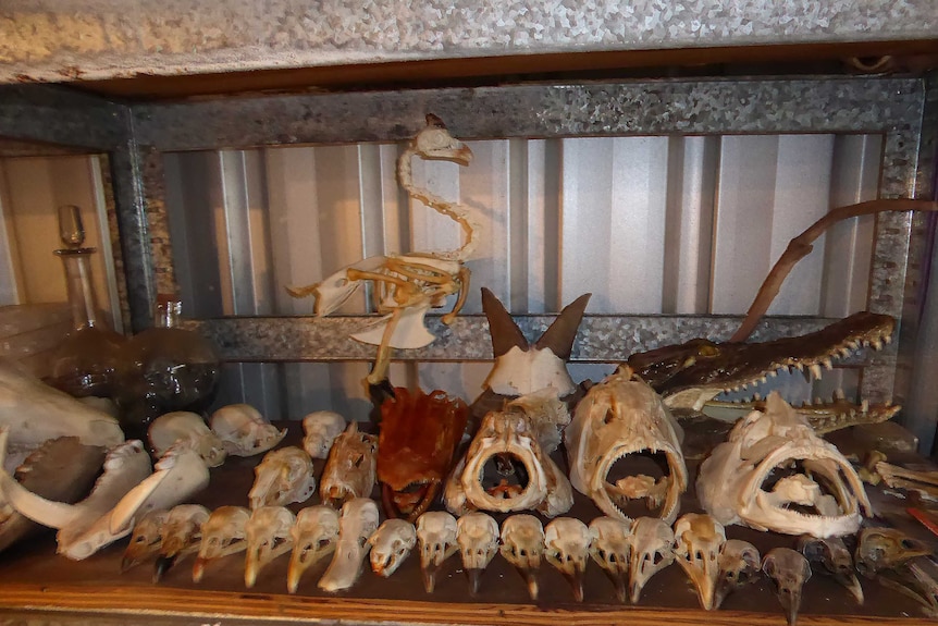 A box containing a bird skeleton and other skulls