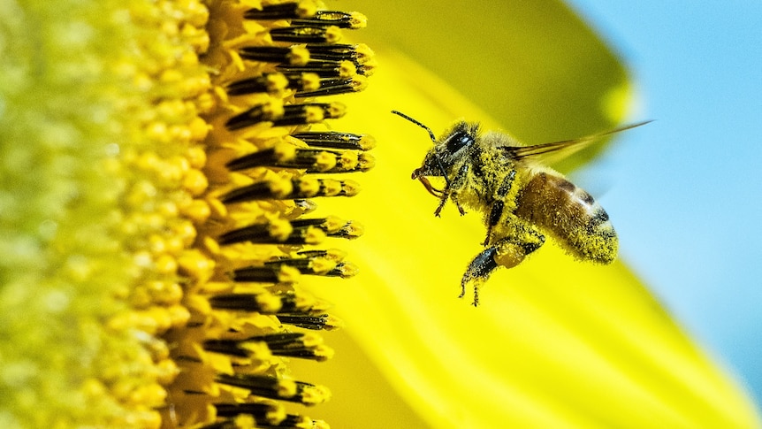 Bright close-up picture of bee flying up to pollen on vivid yellow sunflower