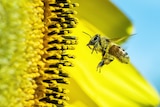 Bright close-up picture of bee flying up to pollen on vivid yellow sunflower