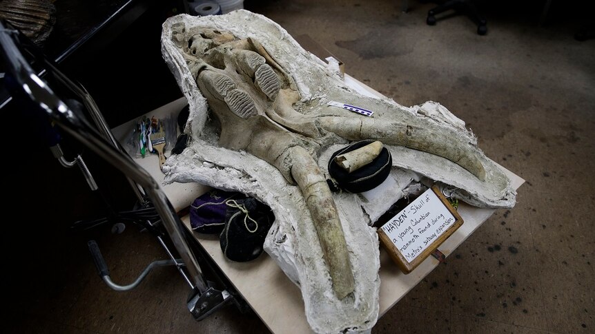 A skull of a young Columbian mammoth.