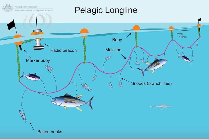 AFMA diagram of a pelagic longline setup.