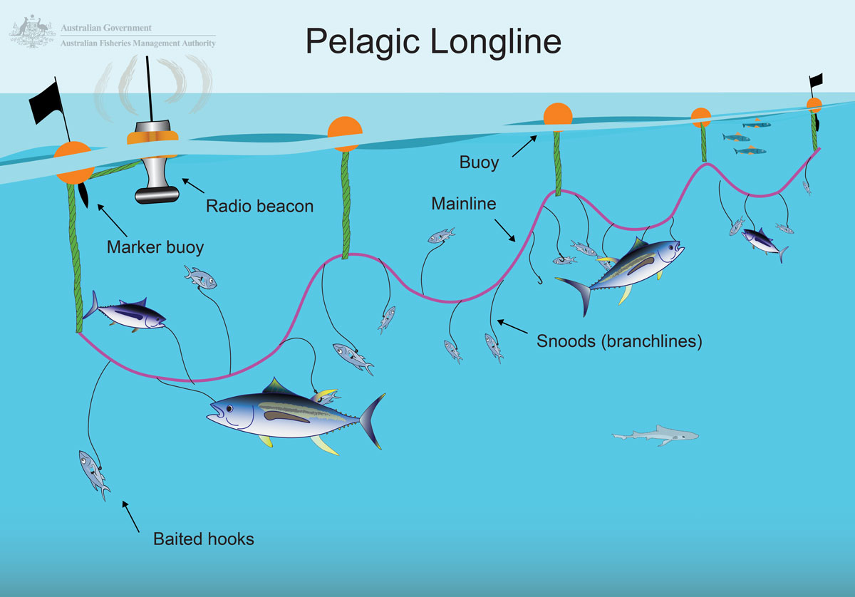 A drawing showing how the longlining method works.