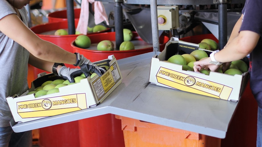 two women packing mangoes into trays