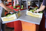 two women packing mangoes into trays