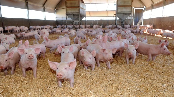 A small herd of piglets on straw inside a large piggery shed.