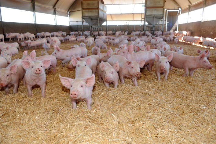 A small herd of piglets on straw inside a large piggery shed.