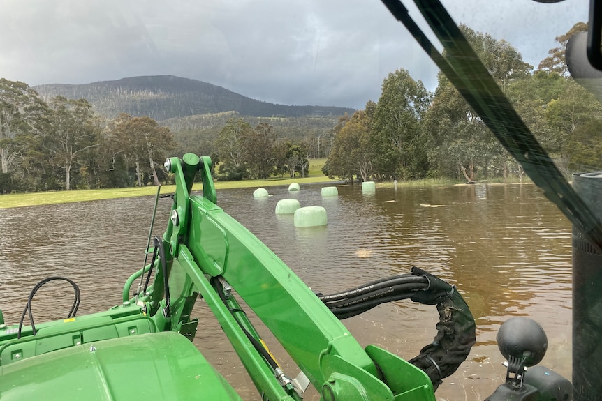 silage floating in water