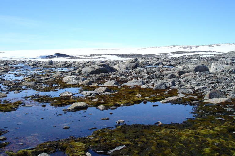 Moss beds in the Windmill Island in Antarctic Specially Protected Area 136 on Clarke Peninsula