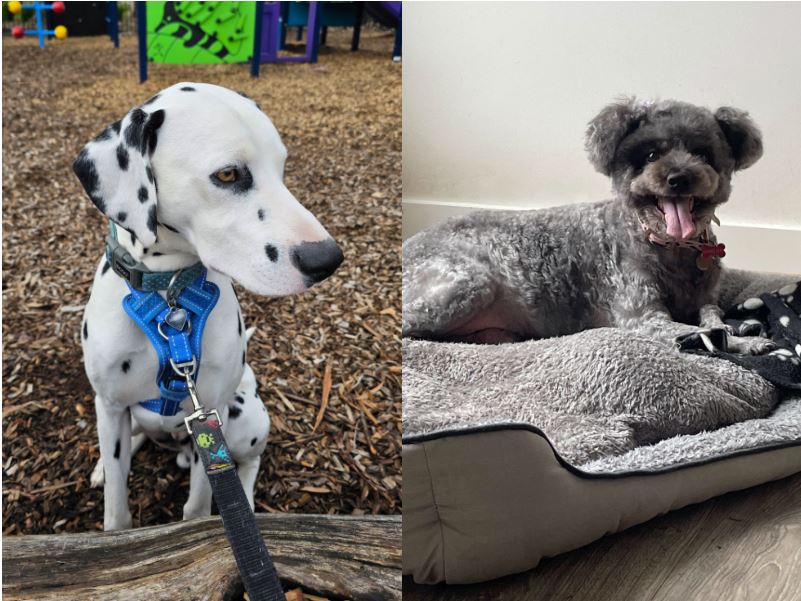 Dogs may benefit from being present when canine companions are put down