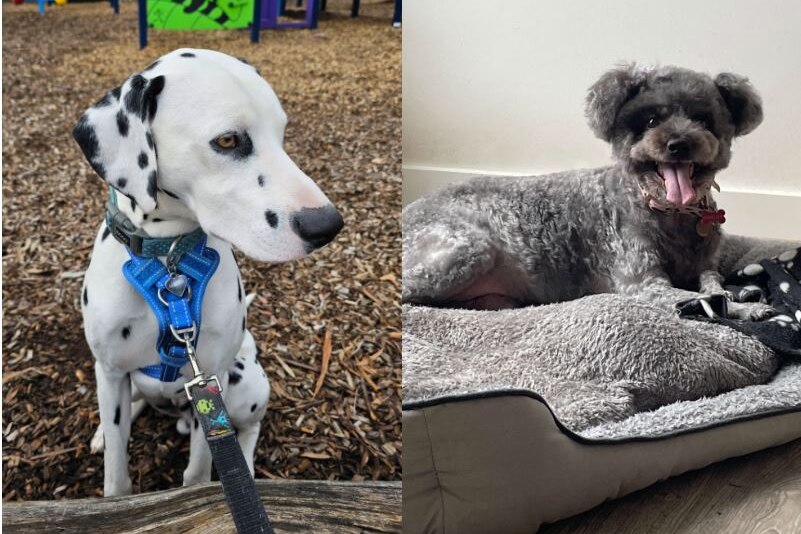 composite picture of two dogs, with a Dalmatian on the left and a grey schnoodle on the right.  