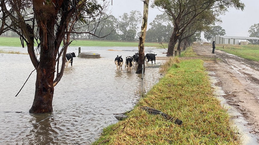 Dairy cattle run through a flooded paddock next to an elevated dry laneway.