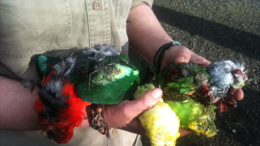A zookeeper holds birds that were slaughtered during a break-in to a privately owned Tasmanian zoo.
