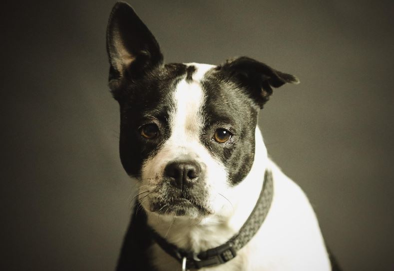 Do we need to get tougher on dog owners?