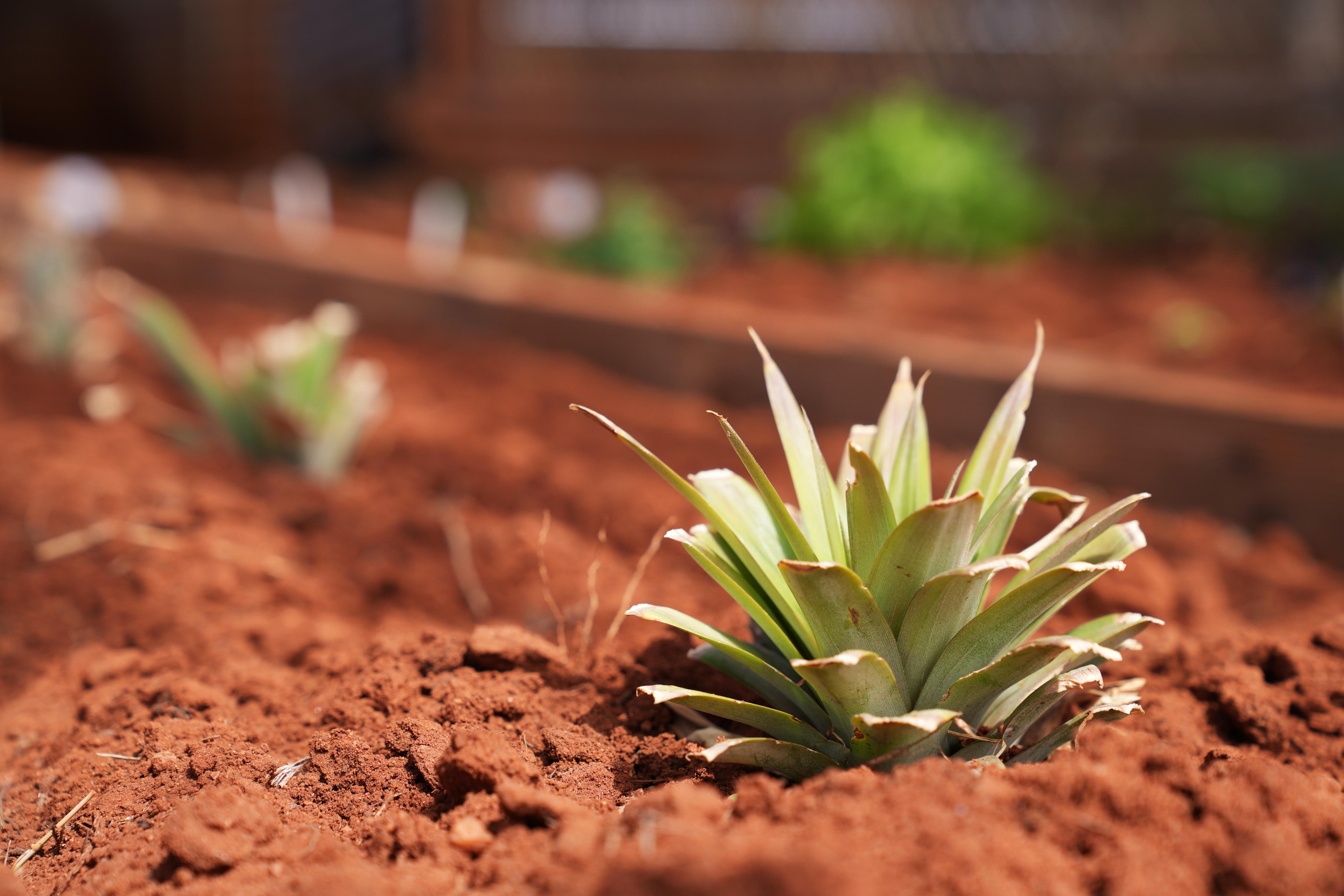 Fertile outback soil