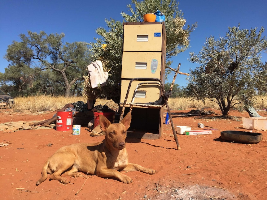 A dog rests in front of a filing cabinet in the red dirt of Utopia.