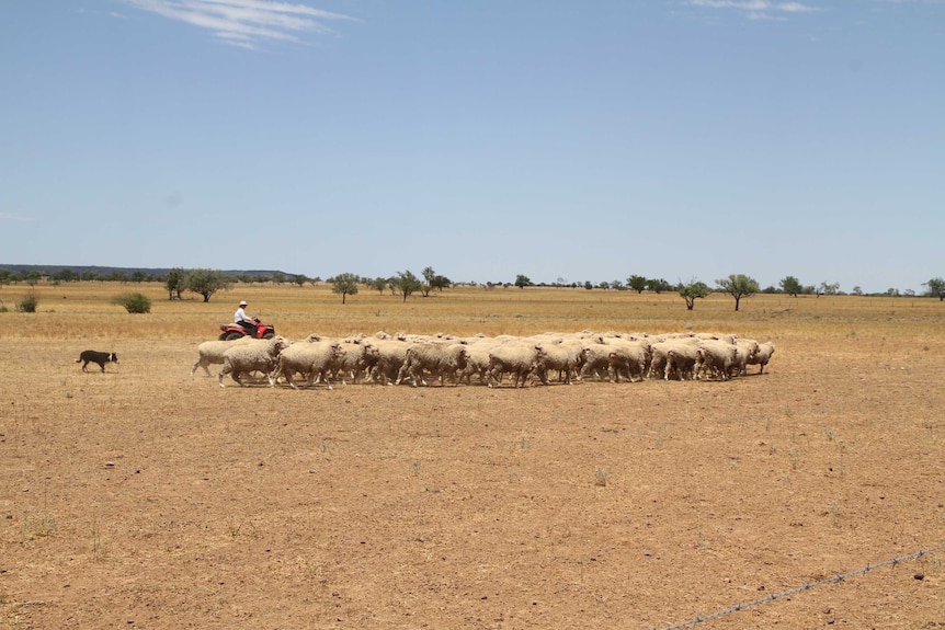 Ros rides a quad bike by a flock of sheep.