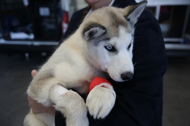 A Husky puppy laying in a person's arms