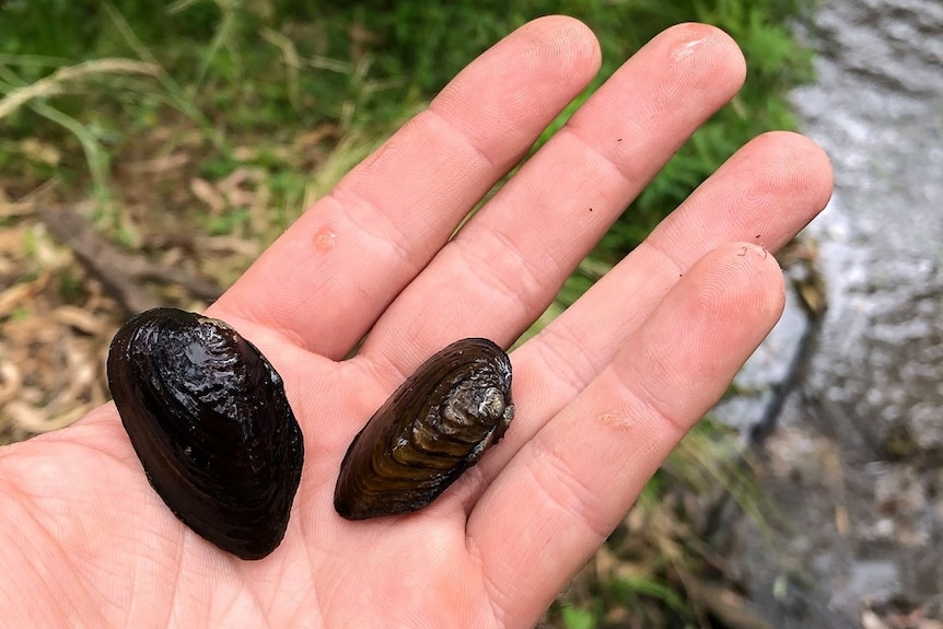 A hand holds two mussels with a creek in the background.