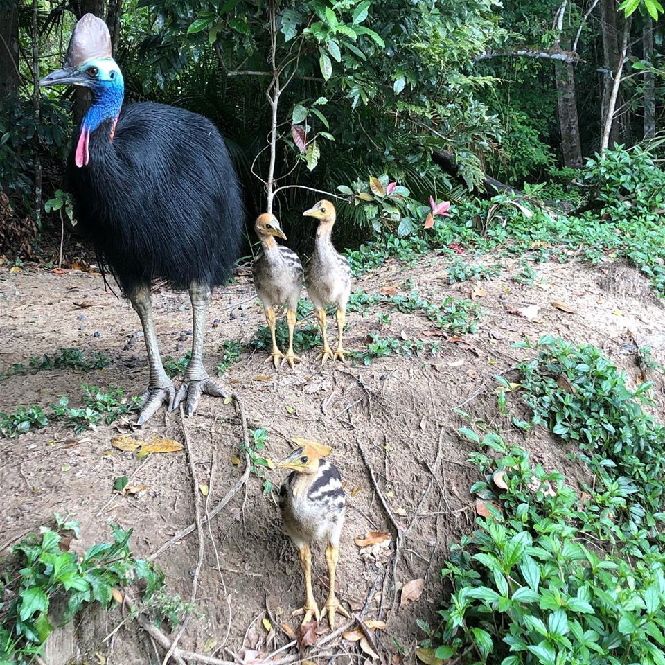 Fears for FNQ wildlife as traffic returns to roads post-coronavirus  restrictions - ABC News