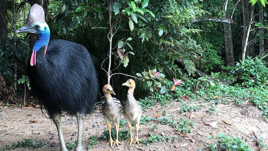 An adult cassowary and two chicks stand in an opening near lush rainforest.