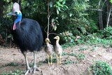 Cassowary with chicks