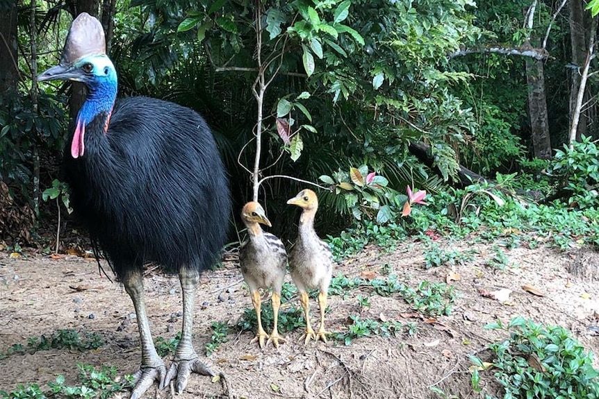 Fully grown male cassowary with brown speckled chicks