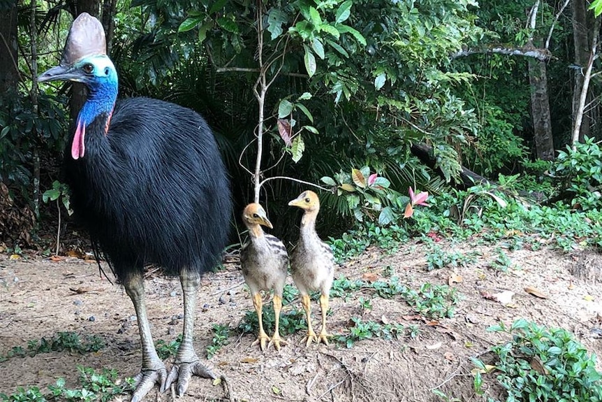 Cassowary with chicks