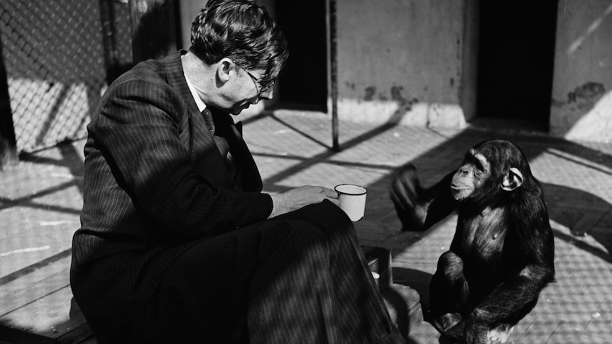 A black and white photo of Julian Huxley extending a cup to a chimpanzee