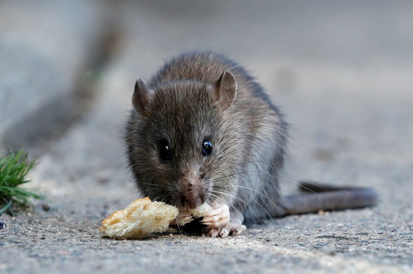 A rat on Pont-Neuf bridge in Paris