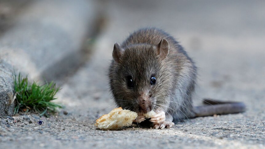 A rat on Pont-Neuf bridge in Paris