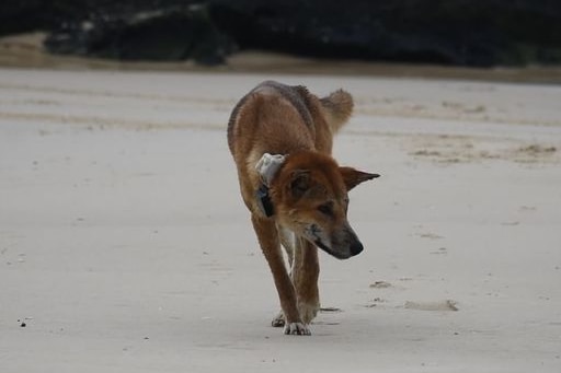 A collared dingo walks along a sandy beach.
