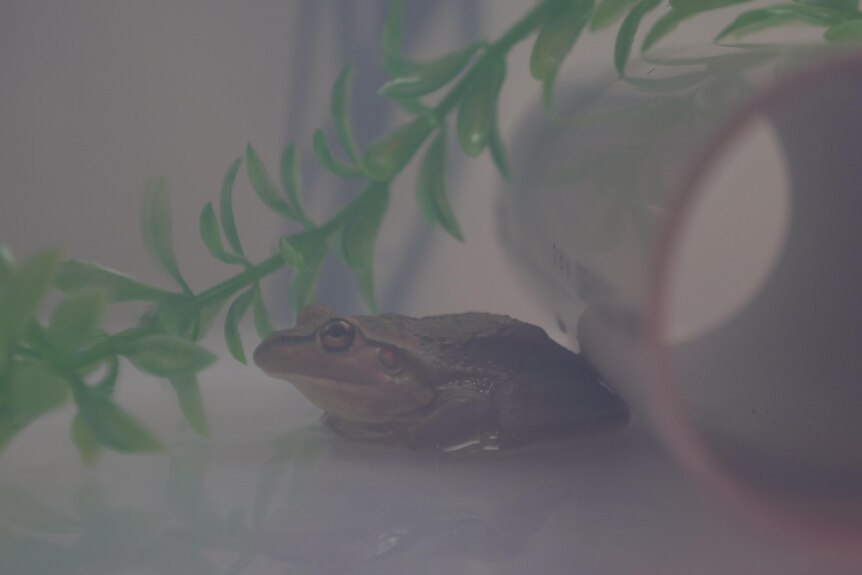 frog sits near pipe in enclosure with greenery