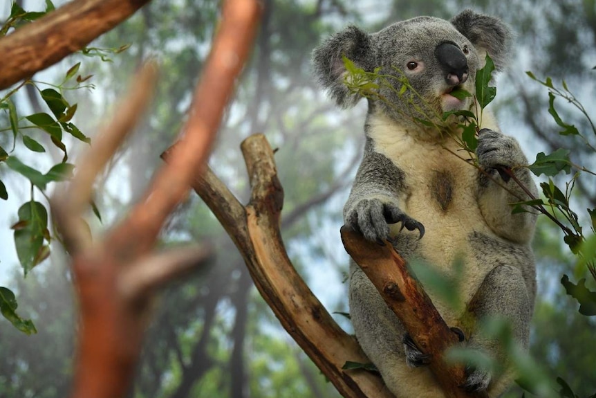 a koala on a tree eating leaves