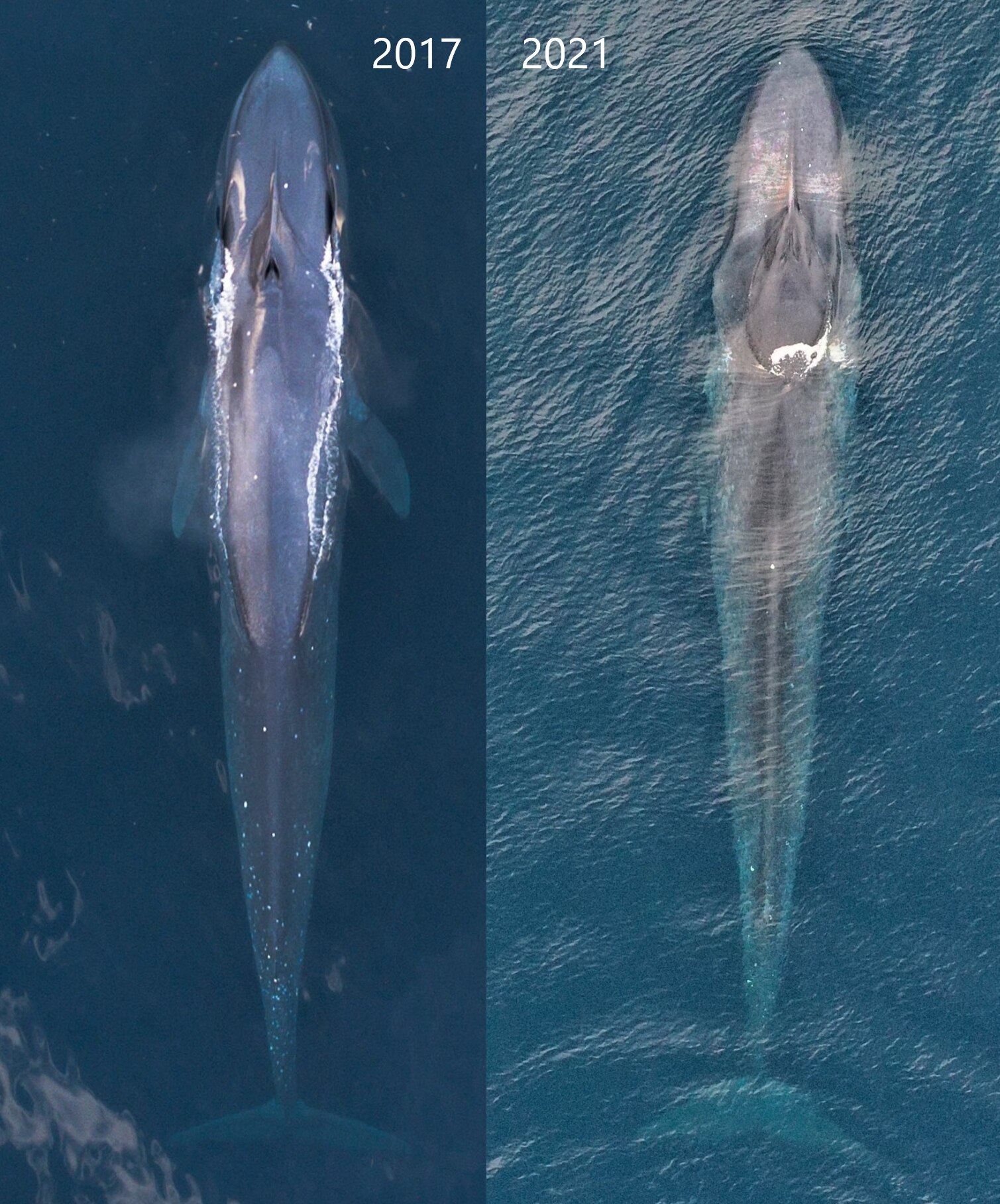 A composite of two drone shots of whales. 