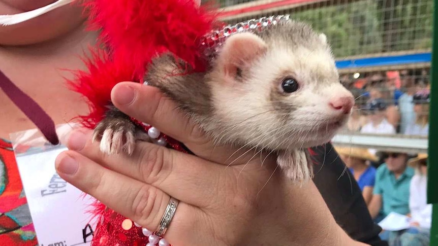 Bonnie the ferret dress up for costume award