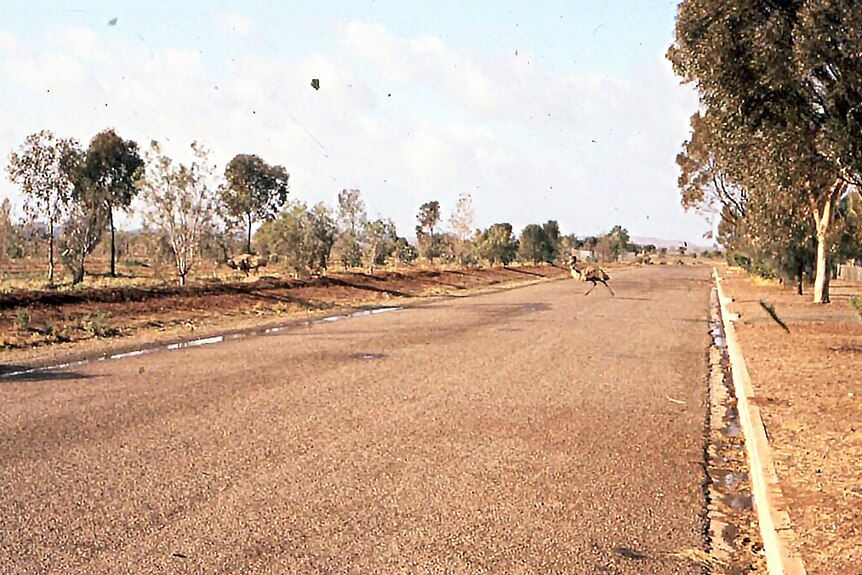 Leigh Creek road