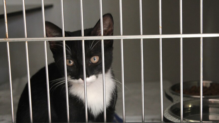 A black and white kitten in a cage at the RSPCA