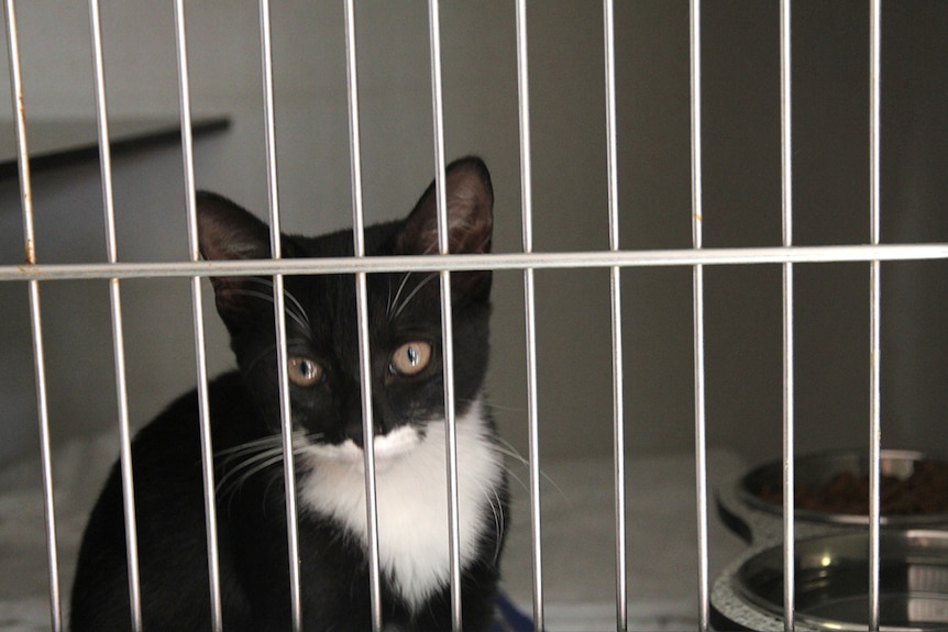 A black and white kitten in a cage at the RSPCA