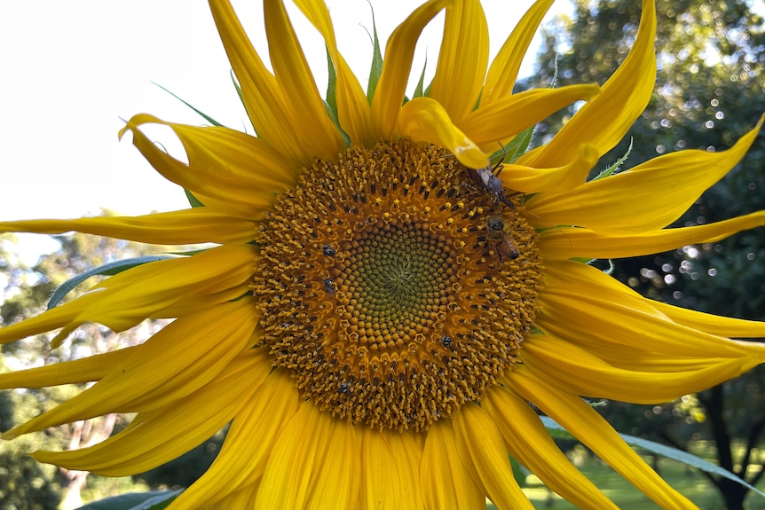 A sunflower with a bug and bees.