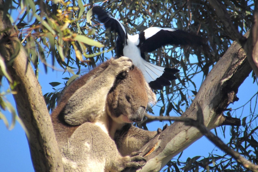 Magpie vs koala