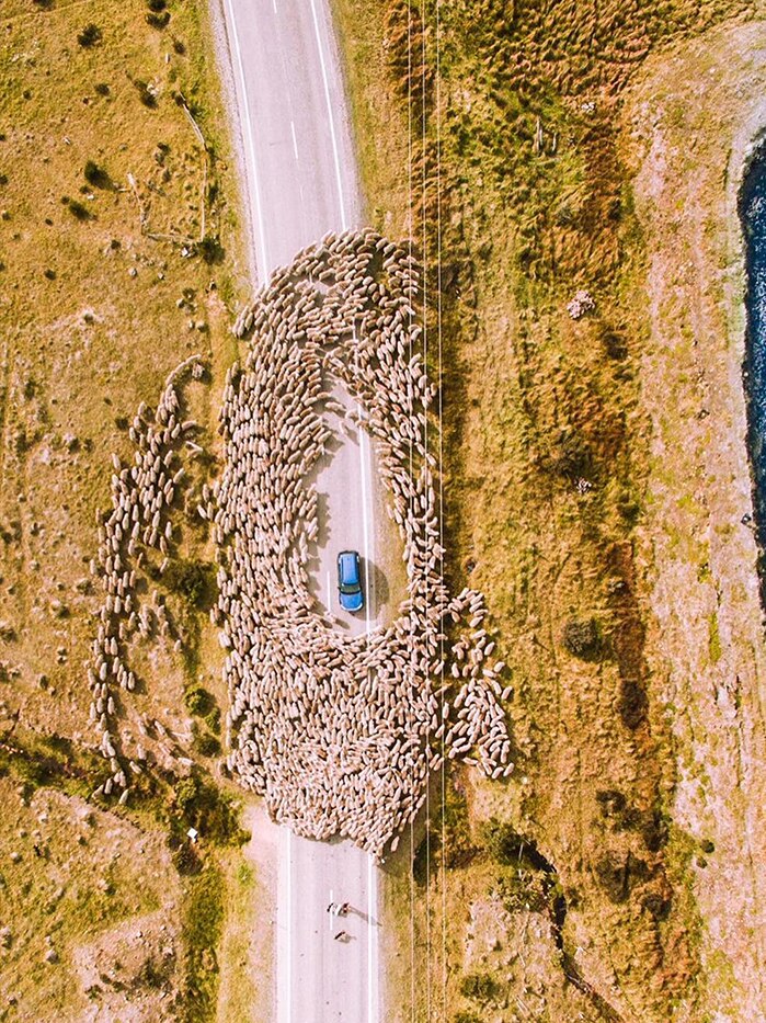 Aerial photo of sheep flock surrounding a car at Miena Tasmania by Tommy Iffla.
