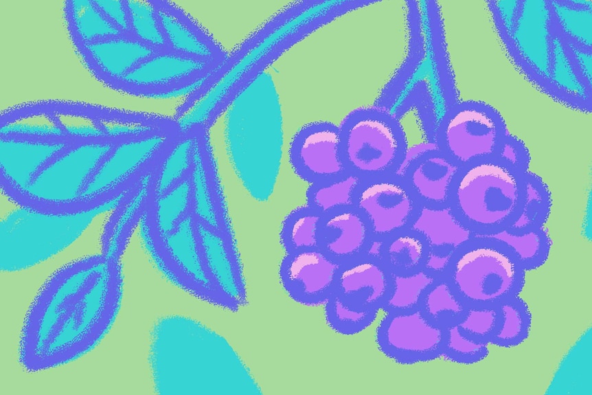An illustration of blueberries growing on the bush on a green background to depict blueberry explainer.