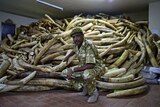 Kenya Wildlife Services Director General, Kitili Mbathi poses in front of a huge pile of ivory.