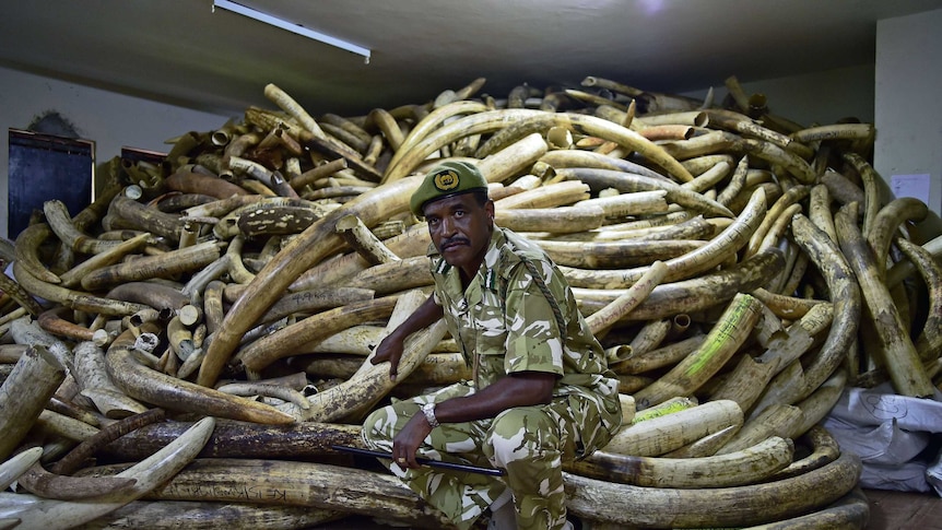 Kenya Wildlife Services Director General, Kitili Mbathi poses in front of a huge pile of ivory.