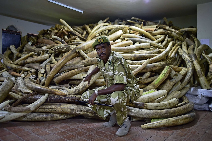 Kenya Wildlife Services Director General, Kitili Mbathi poses in front of a huge pile of ivory.