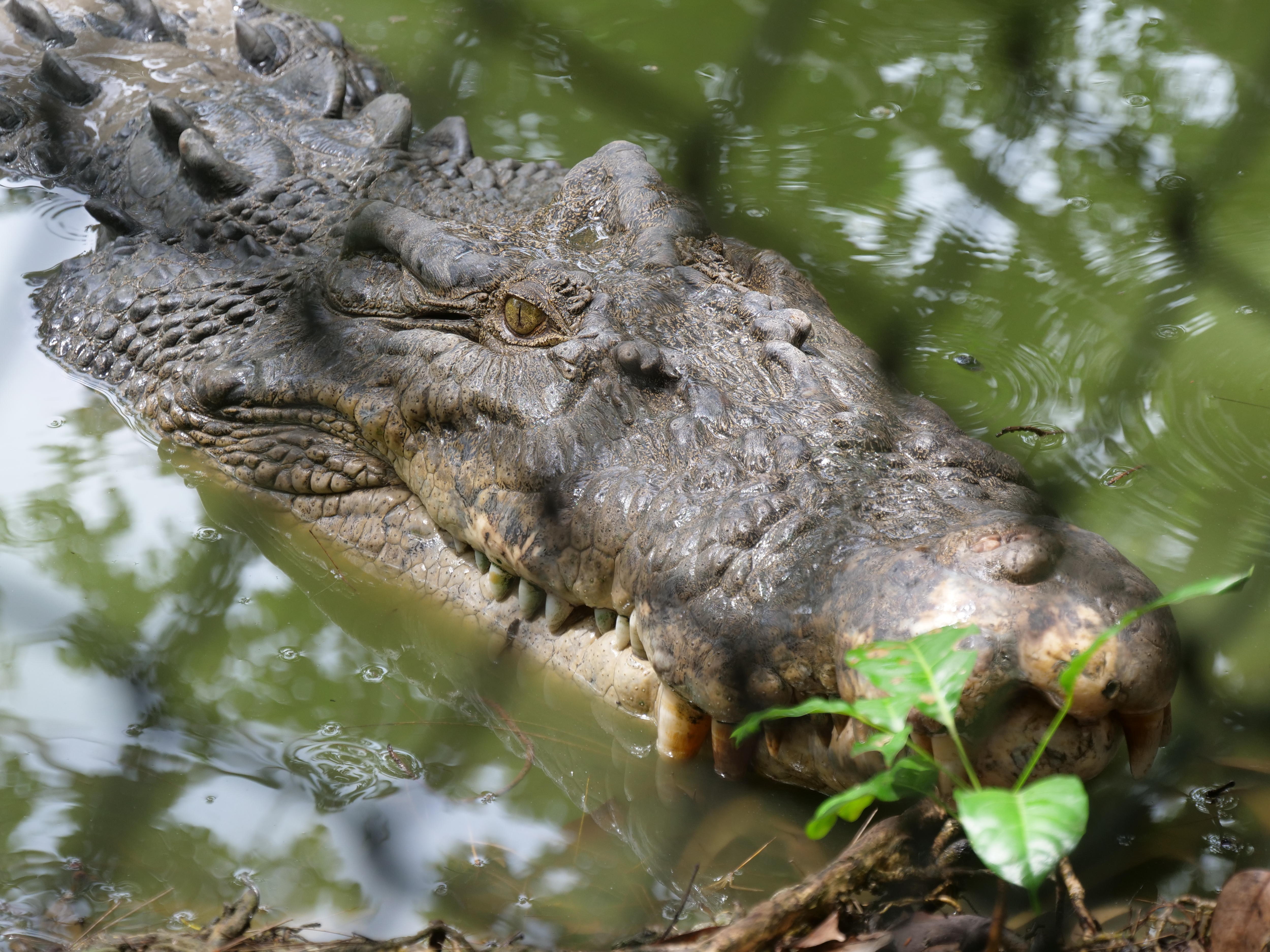 Queensland crocodile capture rates double as removal zones expand