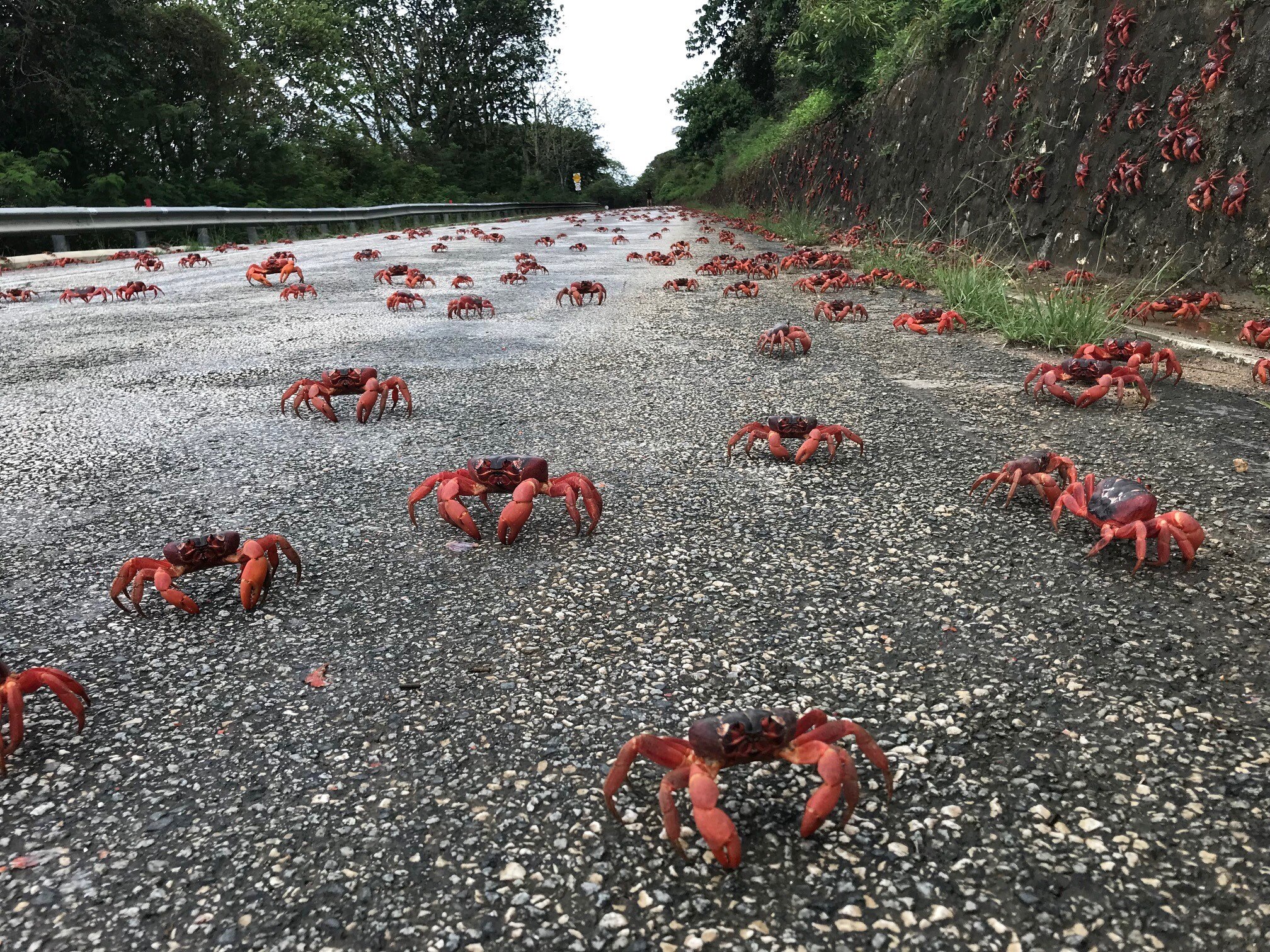 Red crabs and rediscovering the Chinese religions of Christmas Island