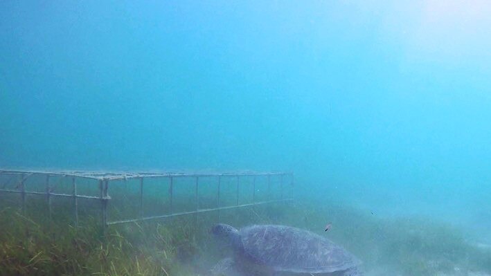 A green turtle underwater eating seagrass in front of an enclosure